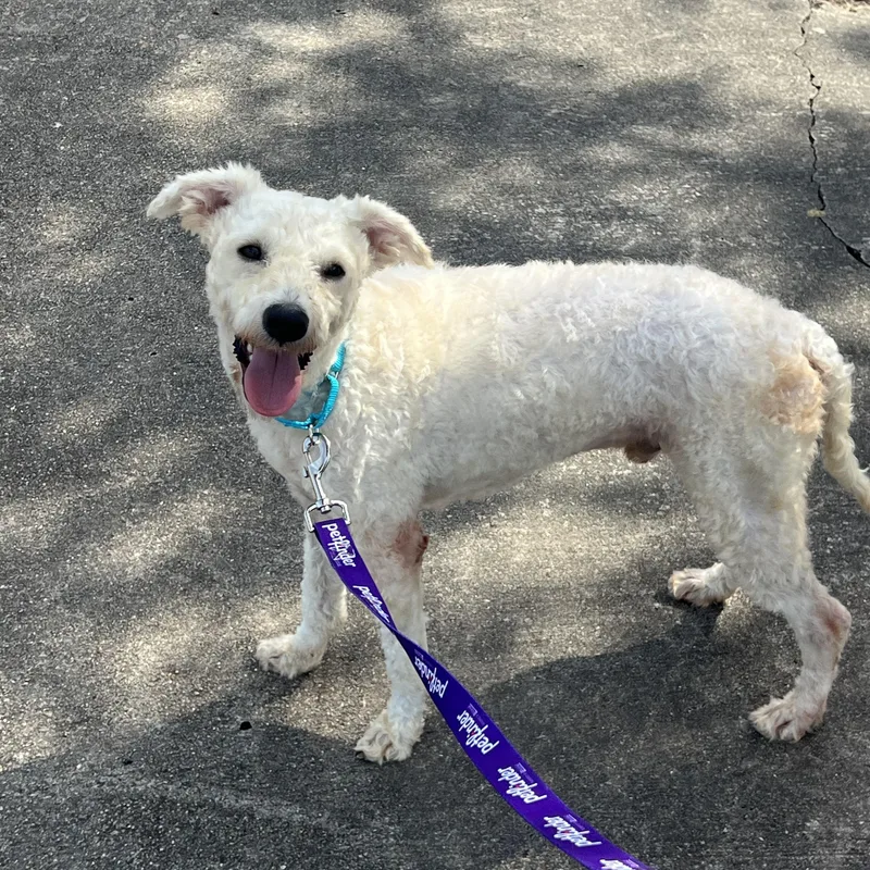 A young small-sized male White / Cream Standard Poodle dog named Alfie for adoption in Wharton, TX