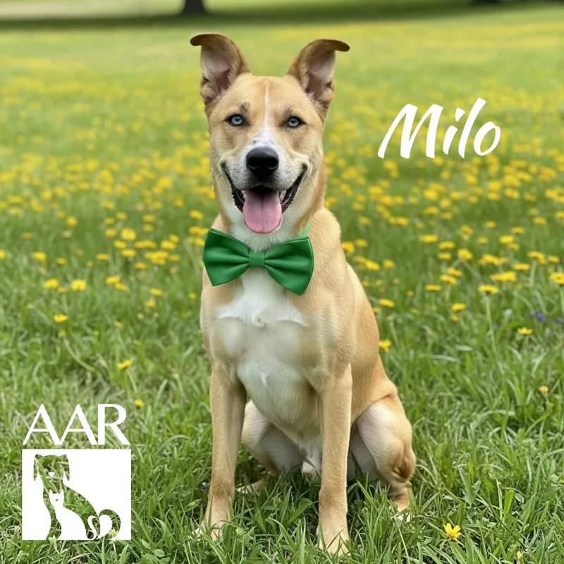 Milo