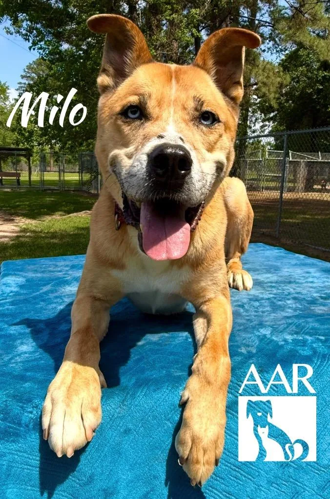 Milo thumbnail 3