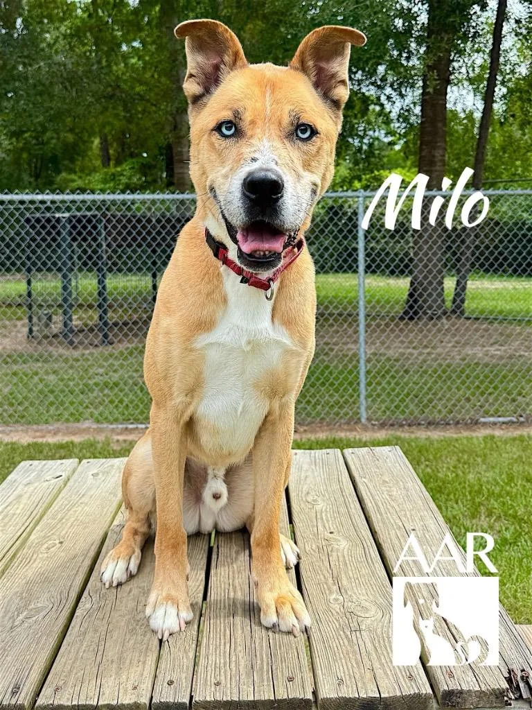 Milo thumbnail 4