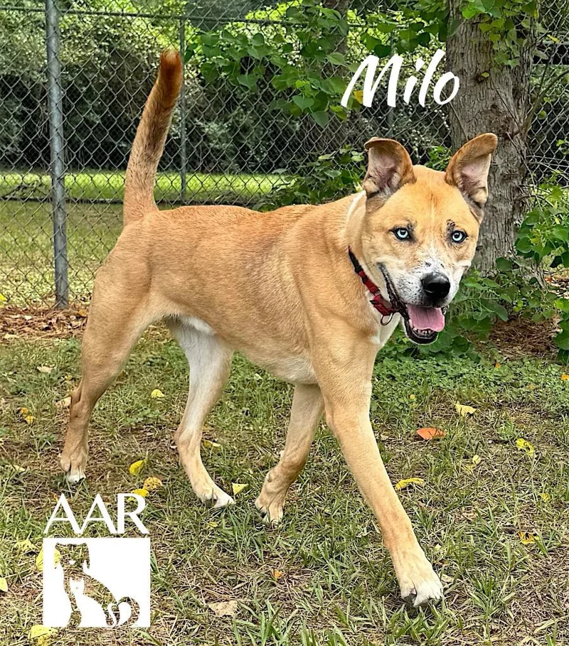 Milo thumbnail 5