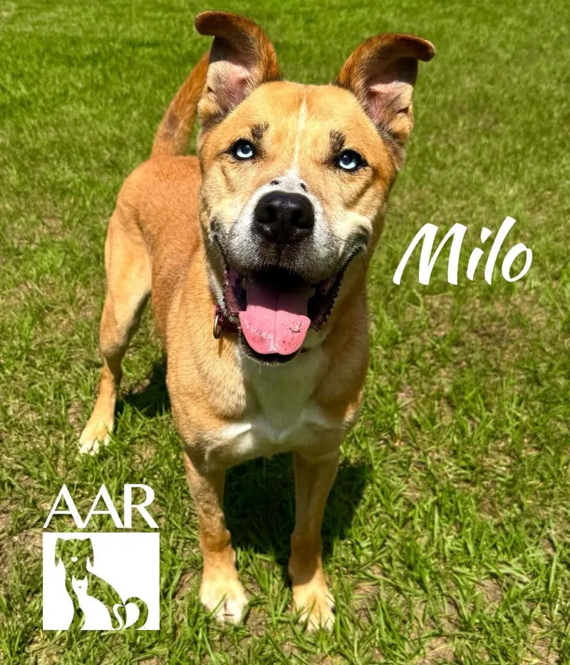 Milo thumbnail 6