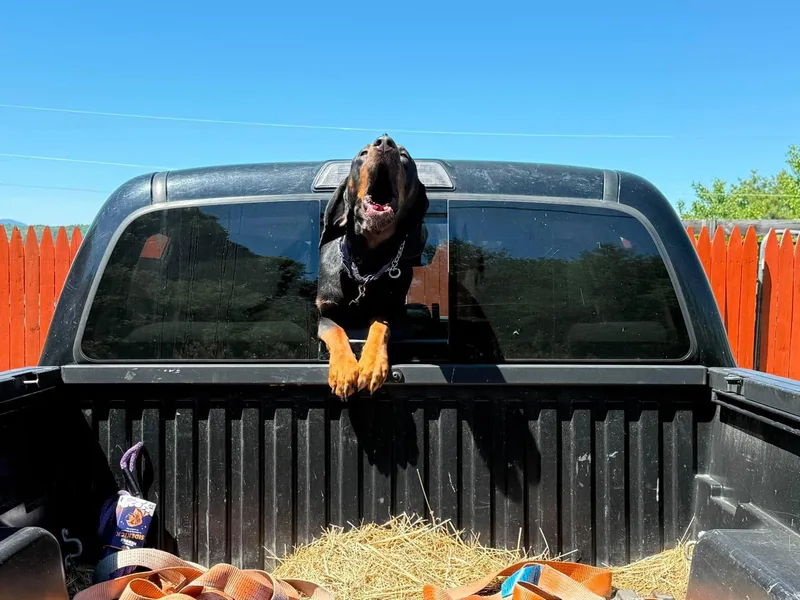 A young medium-sized male Plott Hound dog named Dash for adoption in St. Albans, VT