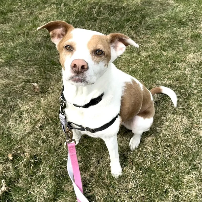 An adult medium-sized female Yellow / Tan / Blond / Fawn Terrier dog named Clover for adoption in Alexandria, VA