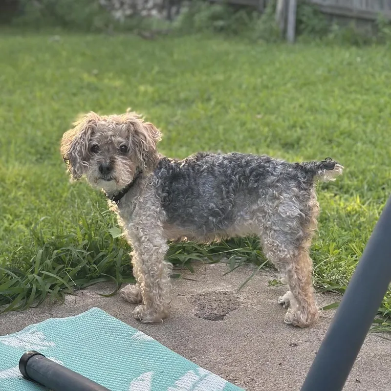 A senior small-sized female Black Yorkshire Terrier dog named Minnie for adoption in Shawnee, KS