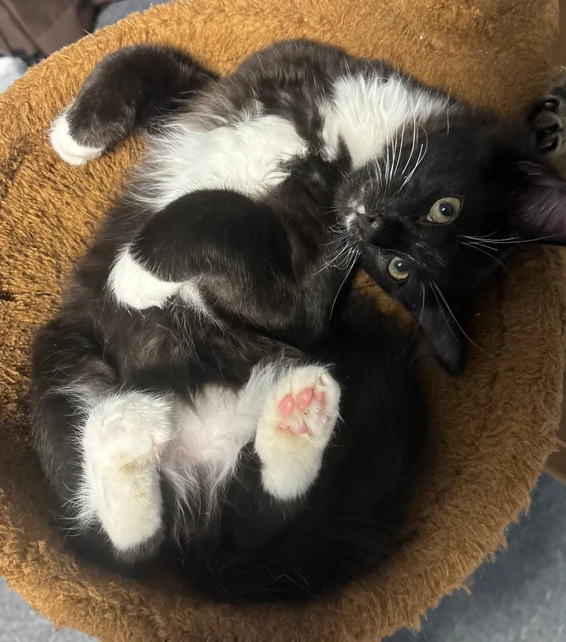 A baby small-sized male Black & White / Tuxedo Domestic Short Hair cat named Socks for adoption in Bear, DE