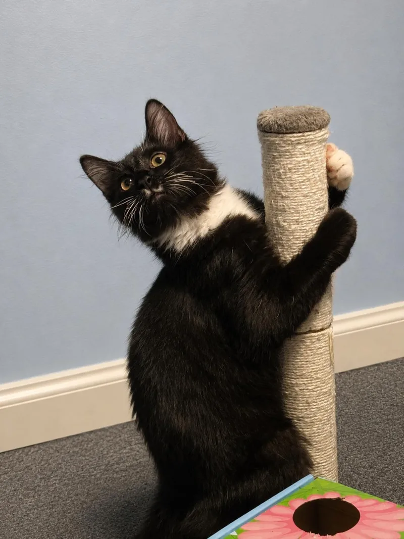 Socks thumbnail 2