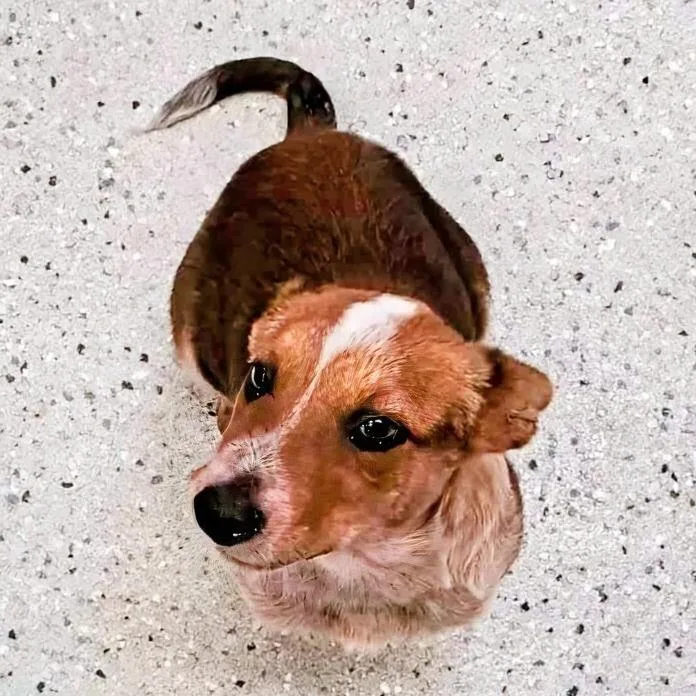 Rusty