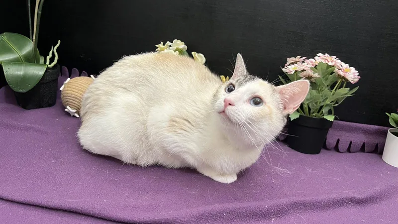 A young medium-sized female Siamese cat named Nettle for adoption in Fayetteville, GA