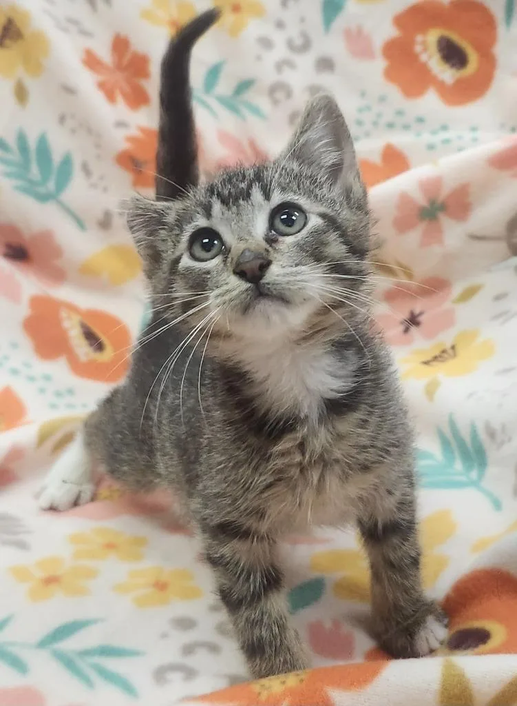 A baby small-sized male Domestic Short Hair cat named Rory for adoption in Little Rock, AR