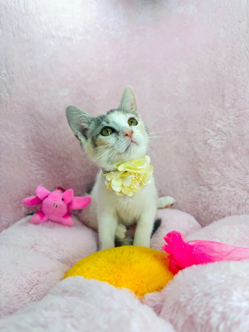 A baby medium-sized female Dilute Calico Domestic Short Hair cat named Lorelei for adoption in Tavares, FL
