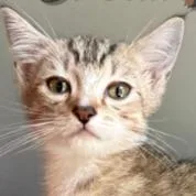 A baby small-sized male Domestic Short Hair cat named Creampuff for adoption in Cumming, GA
