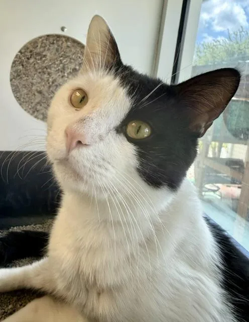 An adult medium-sized male Domestic Short Hair cat named Harold for adoption in Sarasota, FL