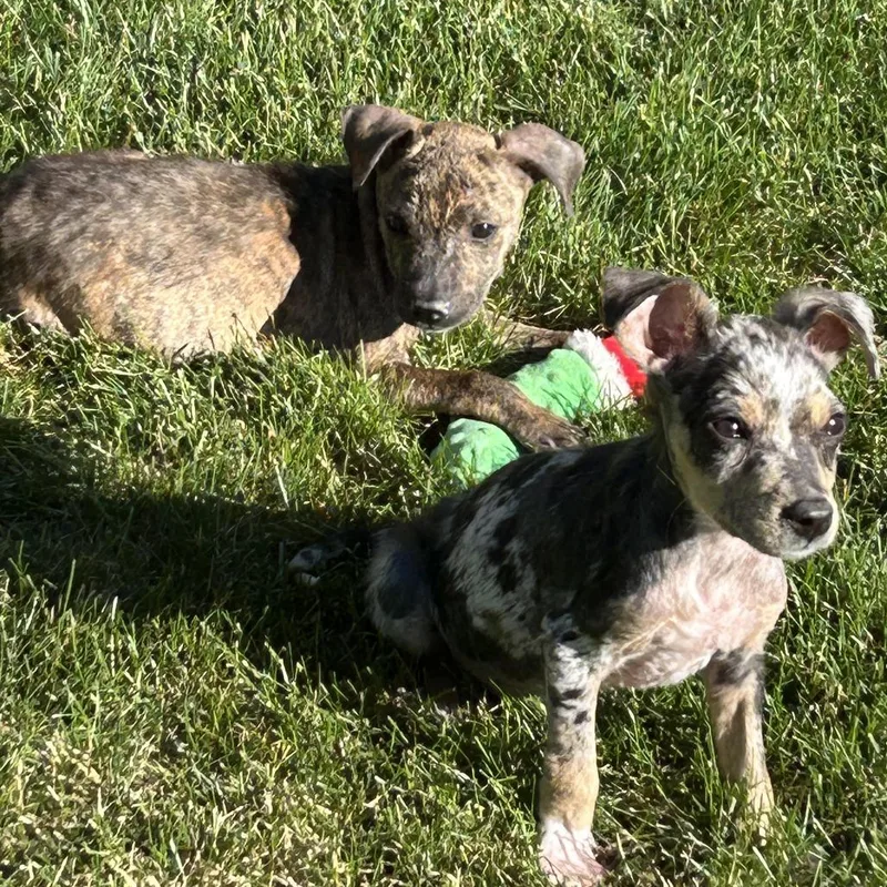 A baby small-sized male Brindle Terrier dog named Tank D for adoption in Minnetonka, MN