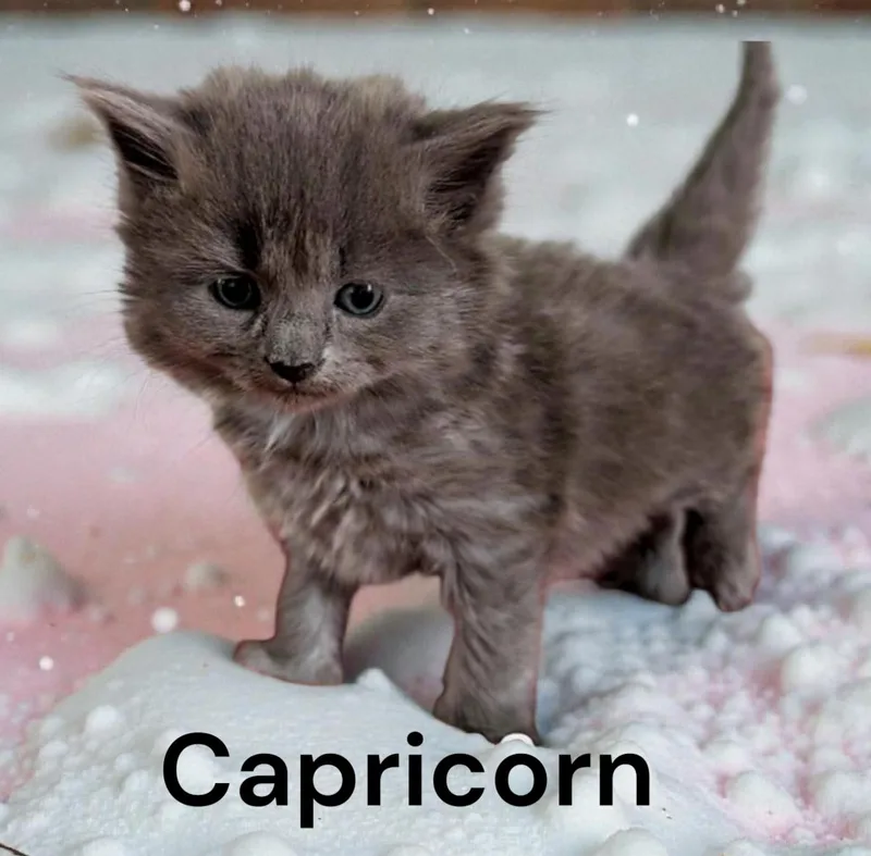 A baby medium-sized female Gray / Blue / Silver Domestic Medium Hair cat named Capricorn for adoption in Weems, VA