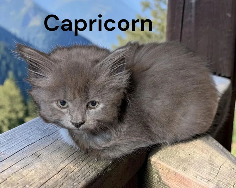Capricorn thumbnail 2