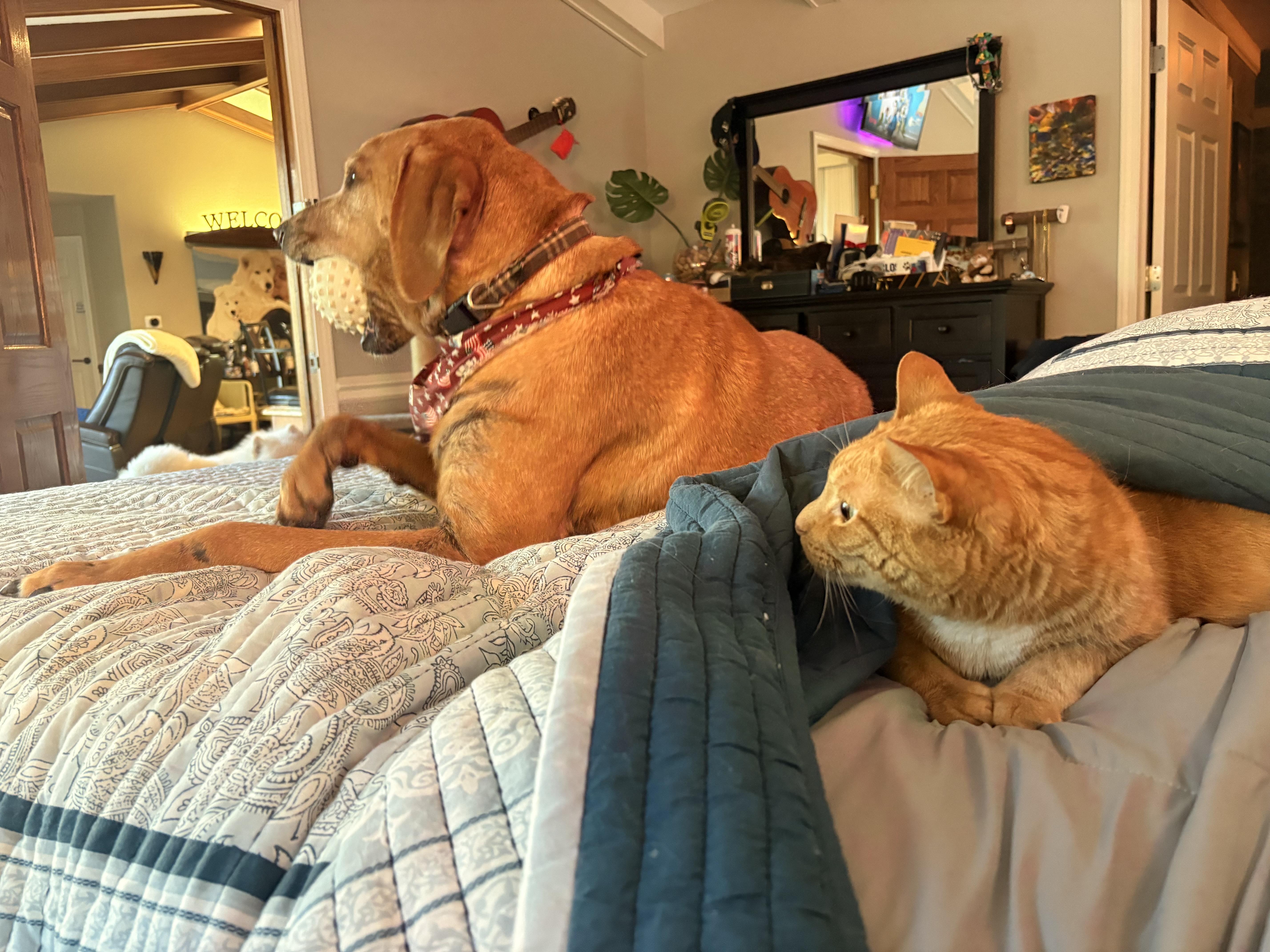 An adult large-sized male Red / Chestnut / Orange Labrador Retriever dog named Mack for adoption in Sauk City, WI