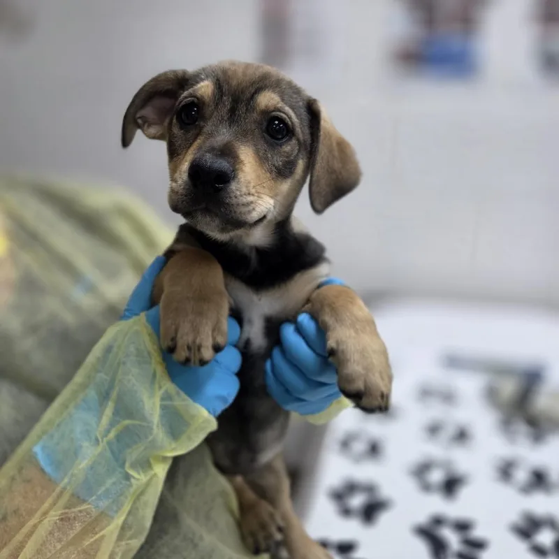 A baby small-sized female Yellow / Tan / Blond / Fawn Wirehaired Terrier dog named Kappa for adoption in Incline Village, NV