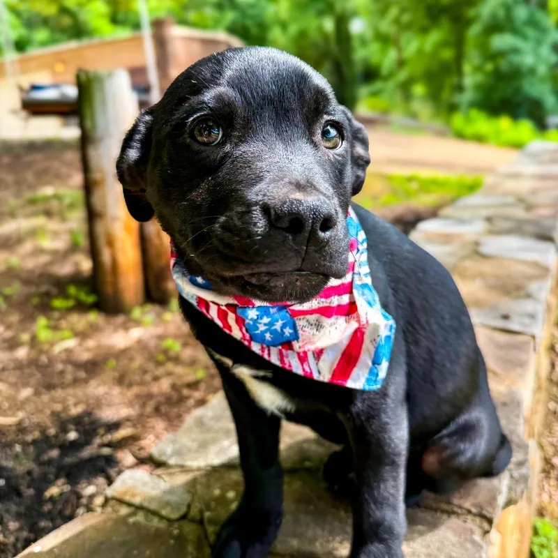 Brooks