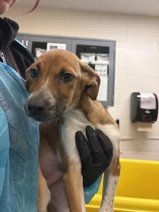 A baby large-sized male Mixed Breed dog named Han Solo for adoption in Wichita, KS