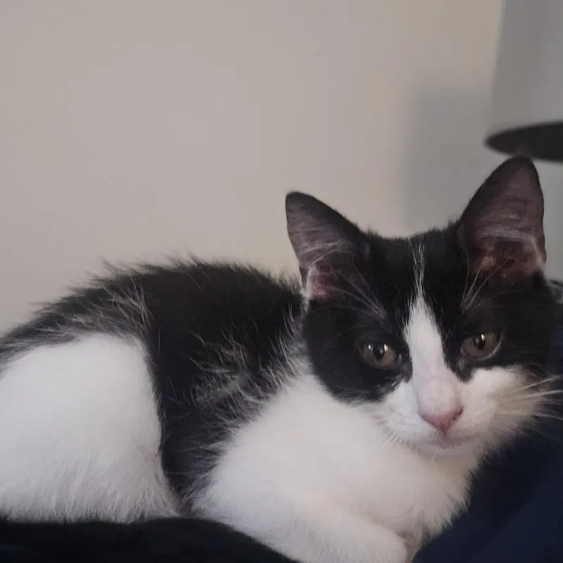 A baby small-sized female Black & White / Tuxedo American Shorthair cat named Tax for adoption in Houston, TX