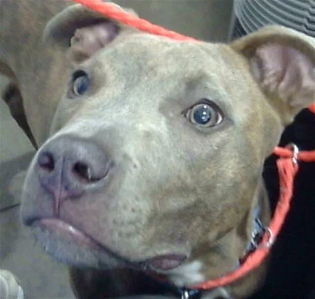 A young large-sized male Mixed Breed dog named Dino for adoption in Dallas, TX