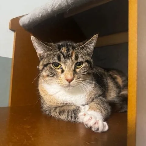 A baby small-sized female Tabby (Brown / Chocolate) Domestic Short Hair cat named Buffy for adoption in Hutchinson, MN