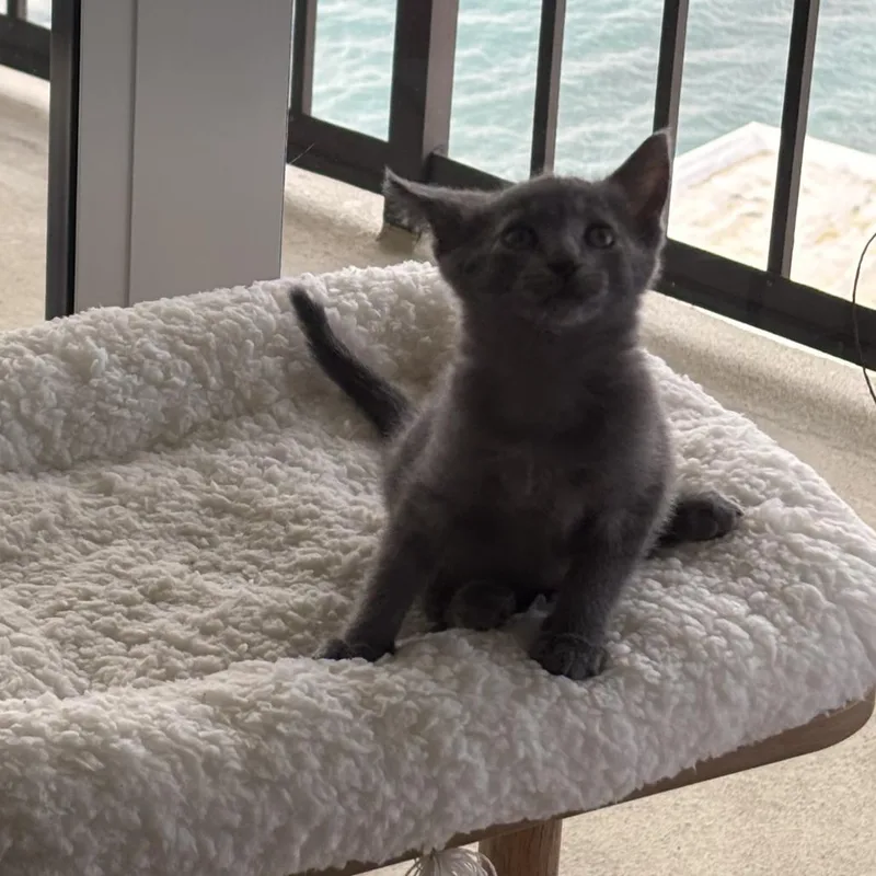 A baby small-sized female Gray / Blue / Silver Domestic Short Hair cat named Gertrude for adoption in West Palm Beach, FL