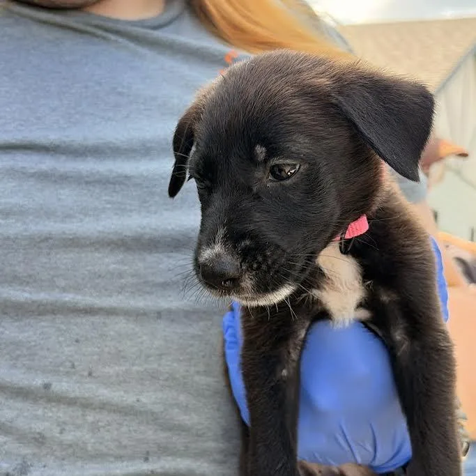 A baby small-sized female Black German Shepherd Dog dog named TX Daisy for adoption in Port Washington, NY