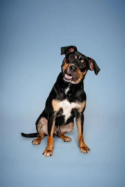 A young medium-sized male Mixed Breed dog named Vector for adoption in Knoxville, TN