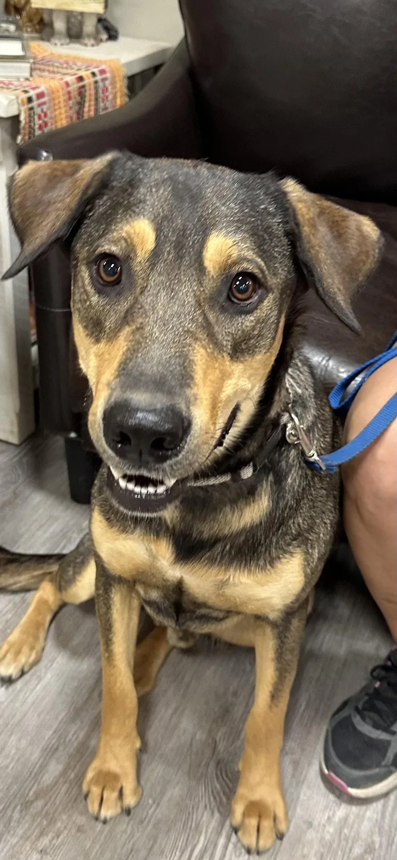 A young medium-sized male Shepherd dog named Sunny for adoption in Emmett, ID