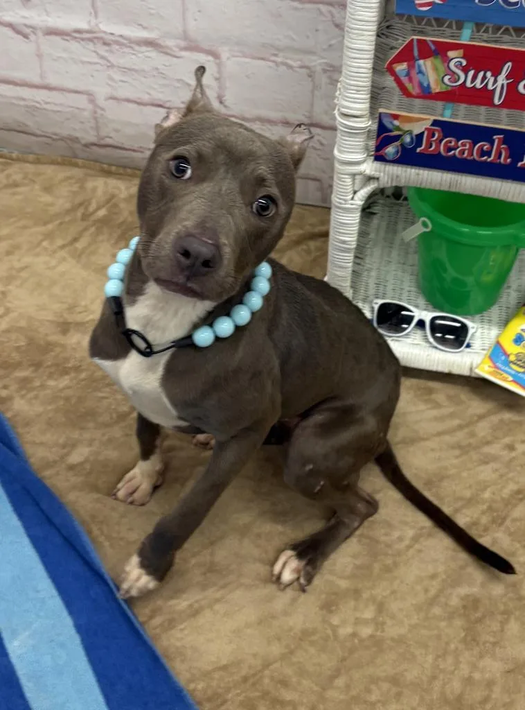 A baby medium-sized female Mixed Breed dog named Bao Bambii for adoption in Detroit, MI