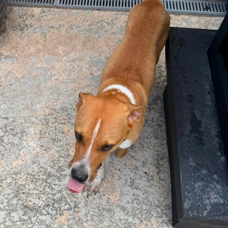 An adult medium-sized male Yellow / Tan / Blond / Fawn Mixed Breed dog named Georgie for adoption in Weatherford, TX
