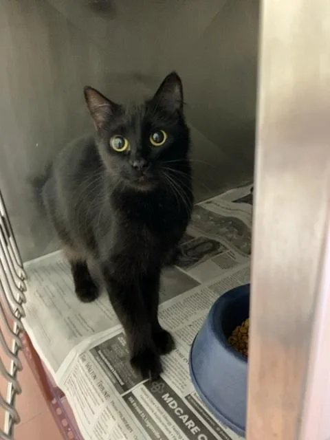 An adult medium-sized female Black Domestic Medium Hair cat named Purrari for adoption in Monroe, GA
