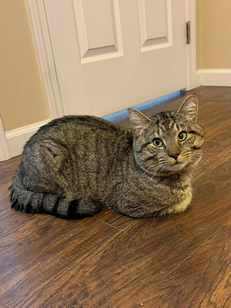 Pickle O'malley thumbnail 2