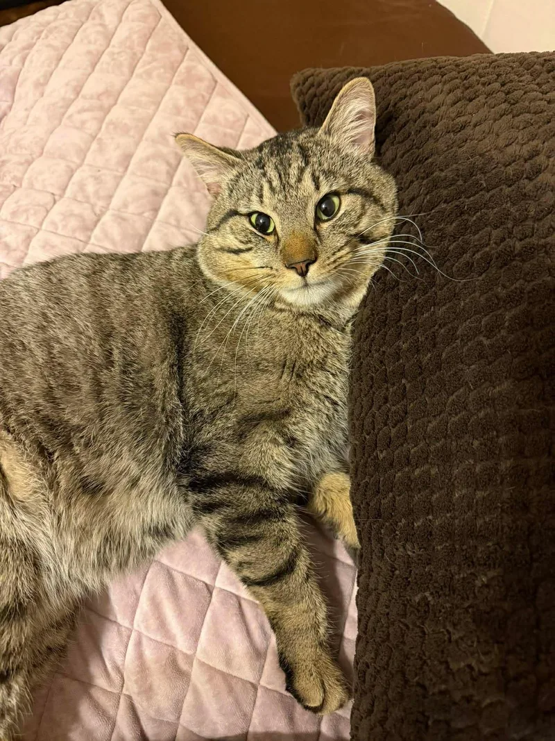 Pickle O'malley thumbnail 4