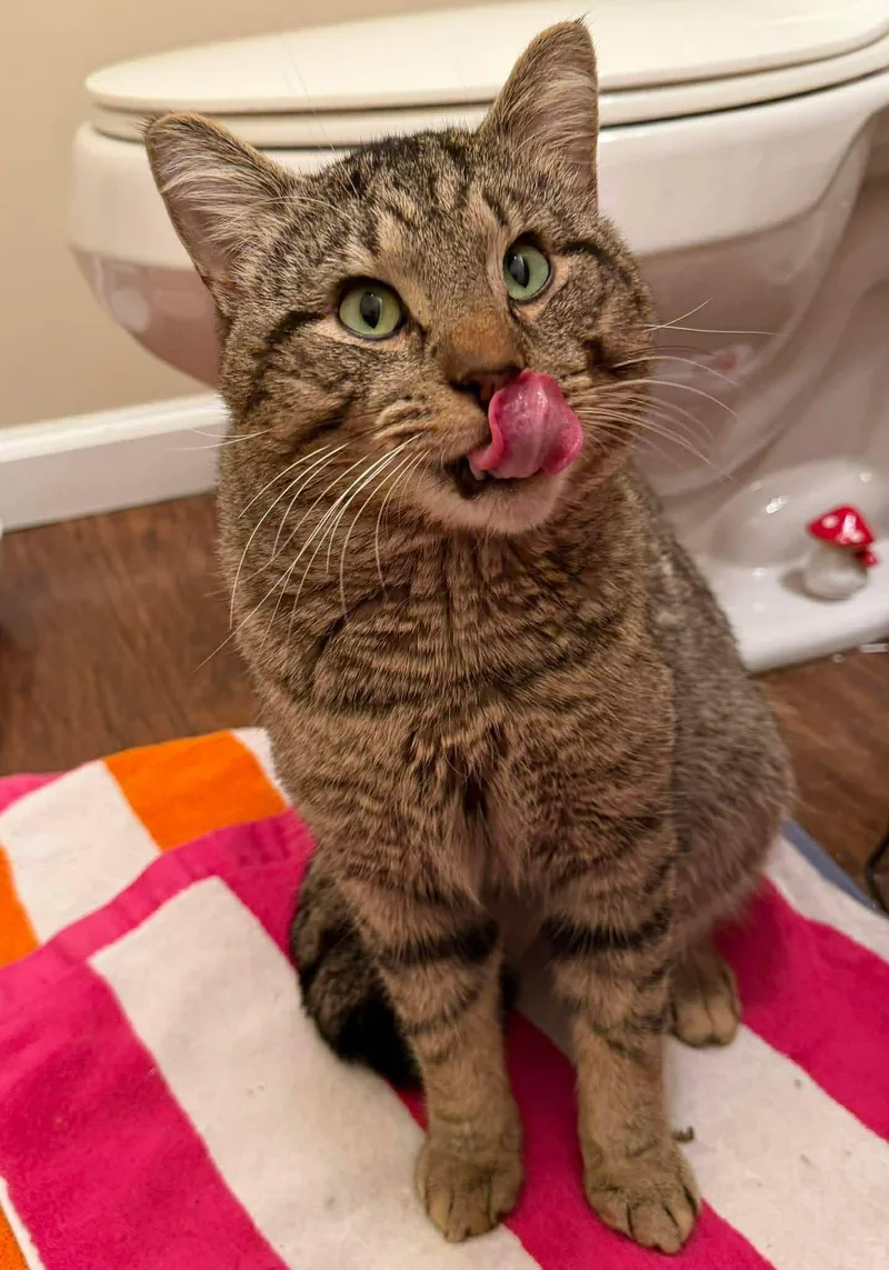 Pickle O'malley thumbnail 5