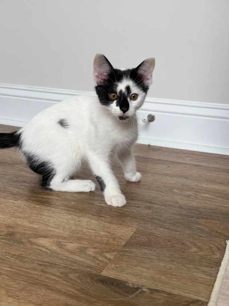 A baby medium-sized male Black & White / Tuxedo Domestic Short Hair cat named Anthony for adoption in Aberdeen, NC