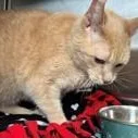 A senior medium-sized male Buff & White Domestic Short Hair cat named Tom for adoption in Allegan, MI