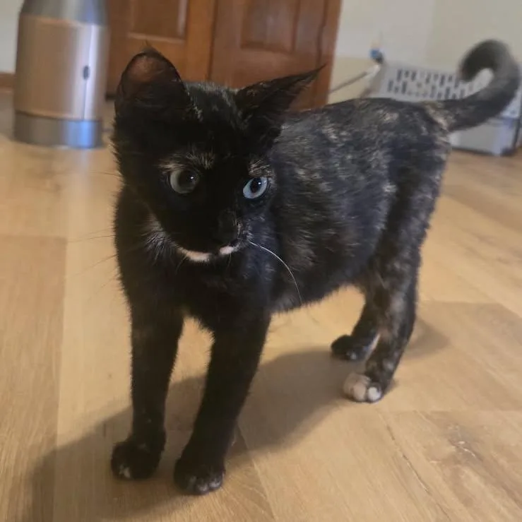 A young medium-sized female Tortoiseshell American Shorthair cat named Mom for adoption in Webster, TX