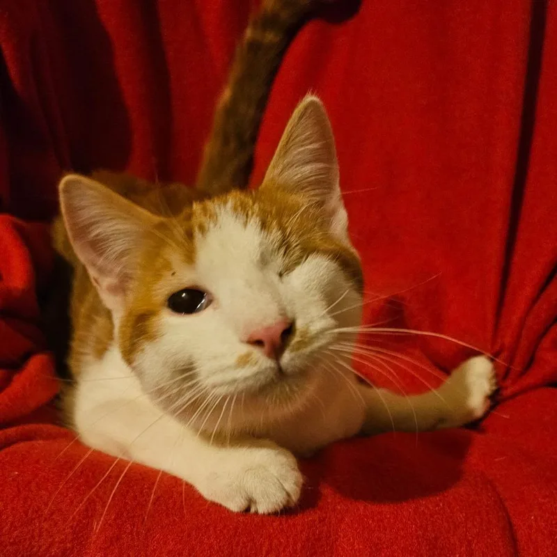A young small-sized male Orange / Red Domestic Short Hair cat named Thor for adoption in Springfield, IL