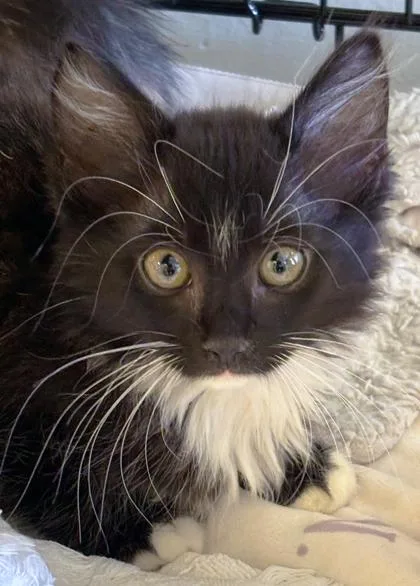 A baby small-sized male Domestic Short Hair cat named Xbox for adoption in Cumming, GA
