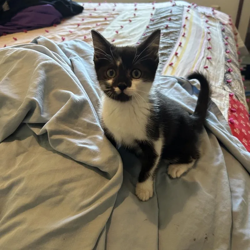 A baby small-sized male Black Domestic Medium Hair cat named Tater Tot for adoption in Ferndale, MI