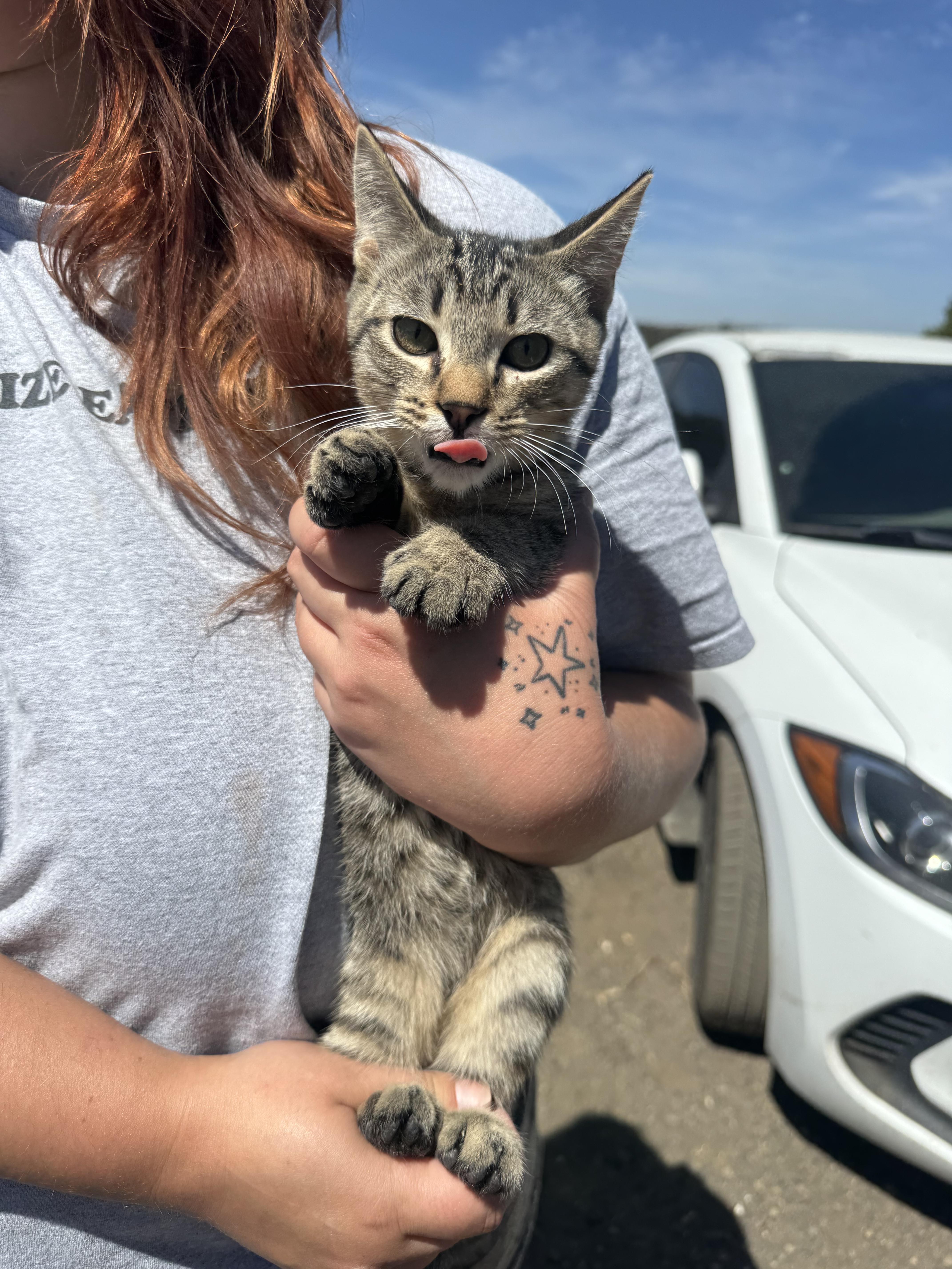A young medium-sized male Tabby (Brown / Chocolate) Domestic Short Hair cat named Hunter for adoption in San Andreas, CA