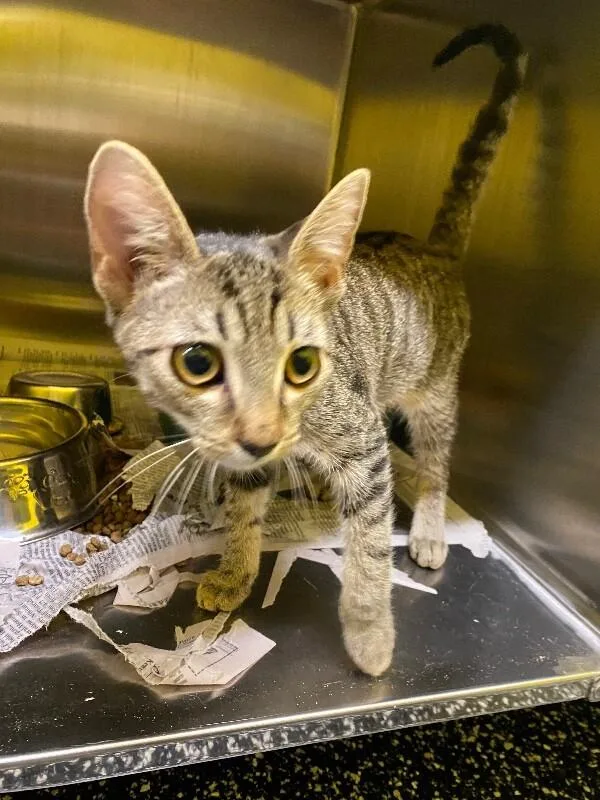A young medium-sized male Tabby (Brown / Chocolate) Domestic Short Hair cat named Jeffy for adoption in Jackson, TN