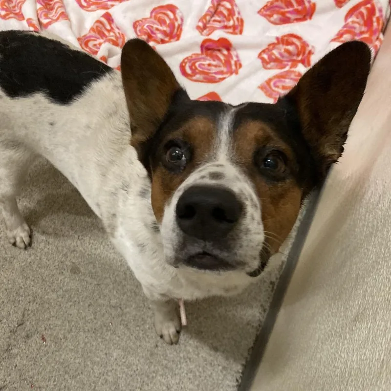 An adult medium-sized male Australian Cattle Dog / Blue Heeler dog named Toga for adoption in Ballston Spa, NY
