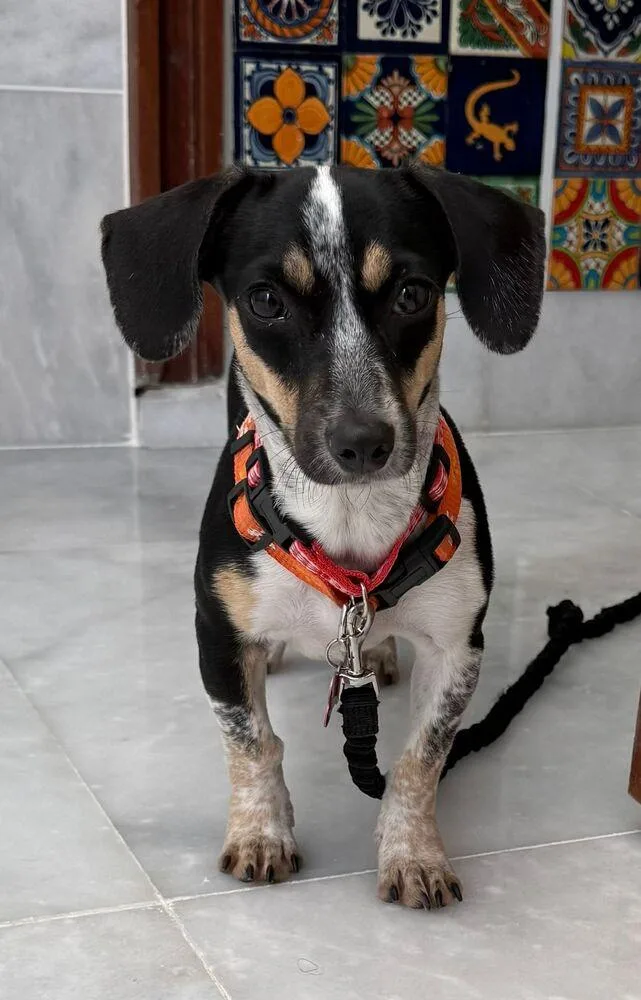 A young small-sized female Tricolor (Brown, Black, & White) Chihuahua dog named Callie for adoption in Manhattan, NY