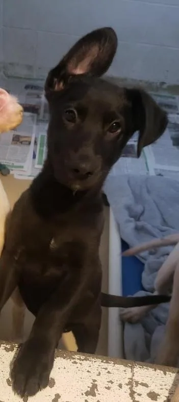 A baby medium-sized female Labrador Retriever dog named Brady Bunch Littermarcia for adoption in Tappahannock, VA