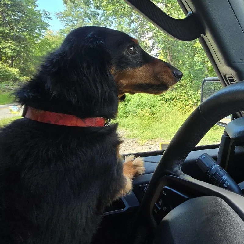 Dewey thumbnail 2