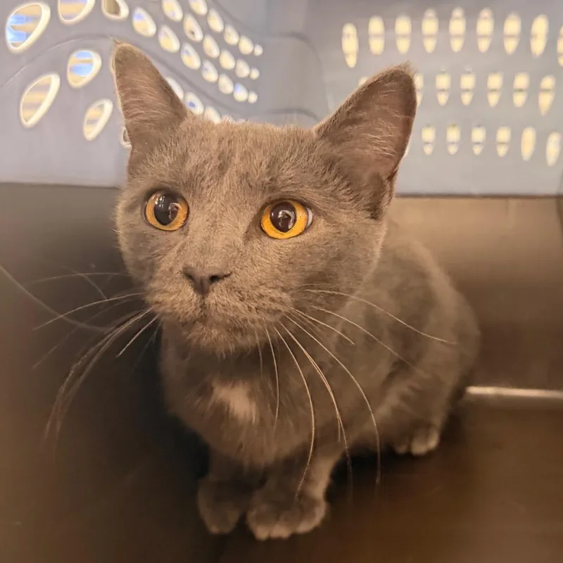 A young medium-sized female Gray / Blue / Silver Domestic Short Hair cat named Laurie for adoption in Indianapolis, IN